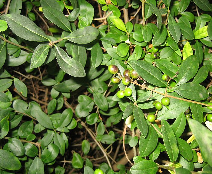 Liguster (Ligustrum vulgare)