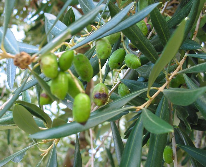 lbaum (Olea europaea)