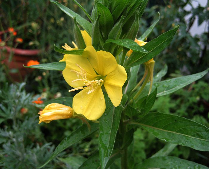 Nachtkerze (Oenothera biennis)