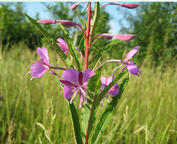 Schmalblttriges Weidenrschen (Epilobium angustifolium)