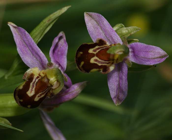 Bienen-Ragwurz (Ophrys apifera)