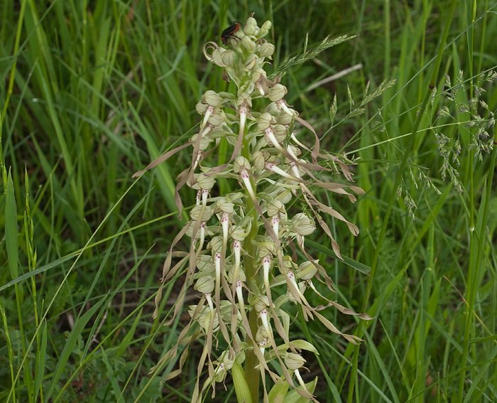 Bocks-Riemenzunge (Himantoglossum hircinum)