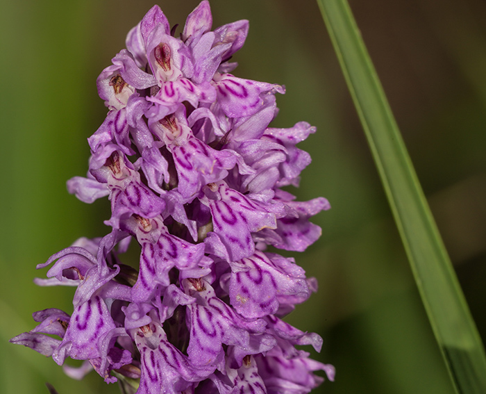 Geflecktes Knabenkraut (Dactylorhiza maculata)