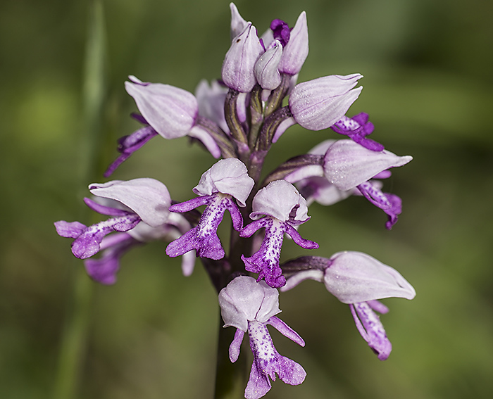 Helm Knabenkraut (Orchis militaris)