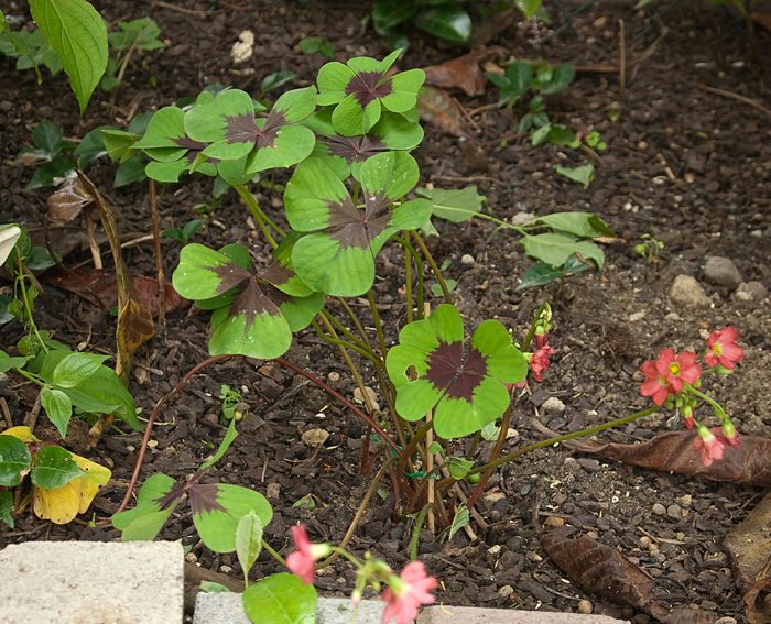 Glcksklee (Oxalis tetraphylla)