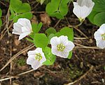 Waldsauerklee (Oxalis acetosella) [2926 views]