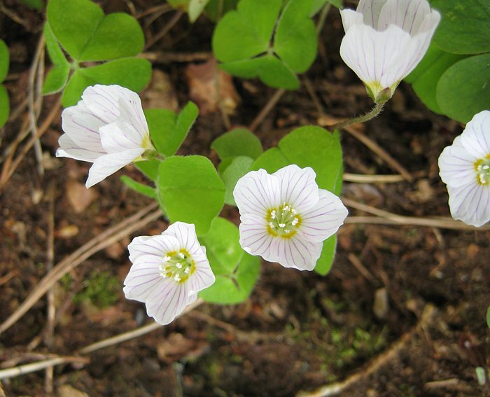 Waldsauerklee (Oxalis acetosella)