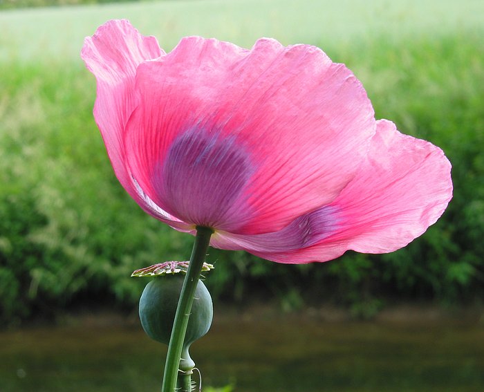 Schlafmohn (Papaver somniferum)