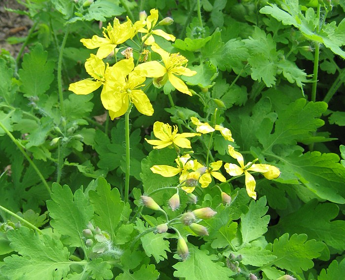 Schllkraut (Chelidonium majus)