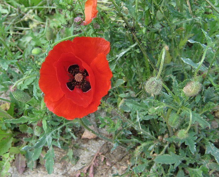 Klatschmohn (Papaver rhoeas)