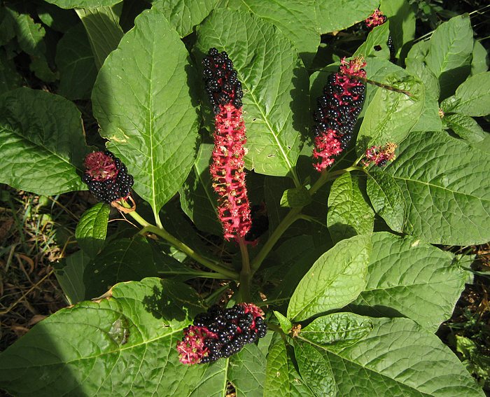 Kermesbeere (Phytolacca acinosa)
)