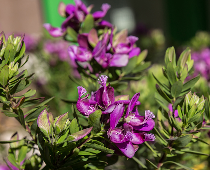 Myrten-Kreuzblume (Polygala myrtifolia)