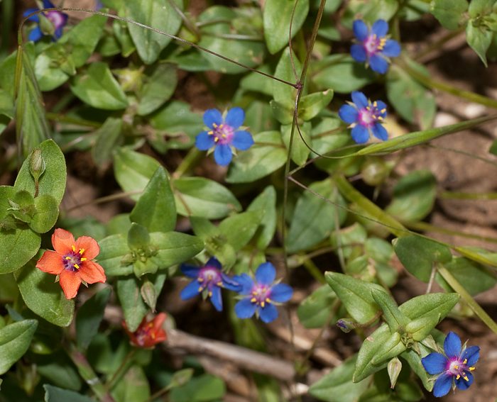 Acker-Gauchheil (Anagallis arvensis)