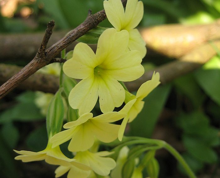 Hohe Schlsselblume (Primula elatior)