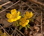 Winterling (Eranthis hyemalis) [3038 views]