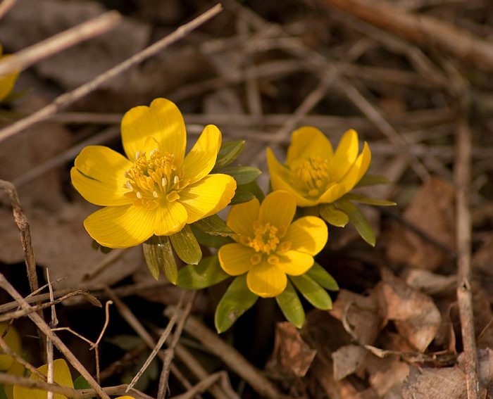 Winterling (Eranthis hyemalis)