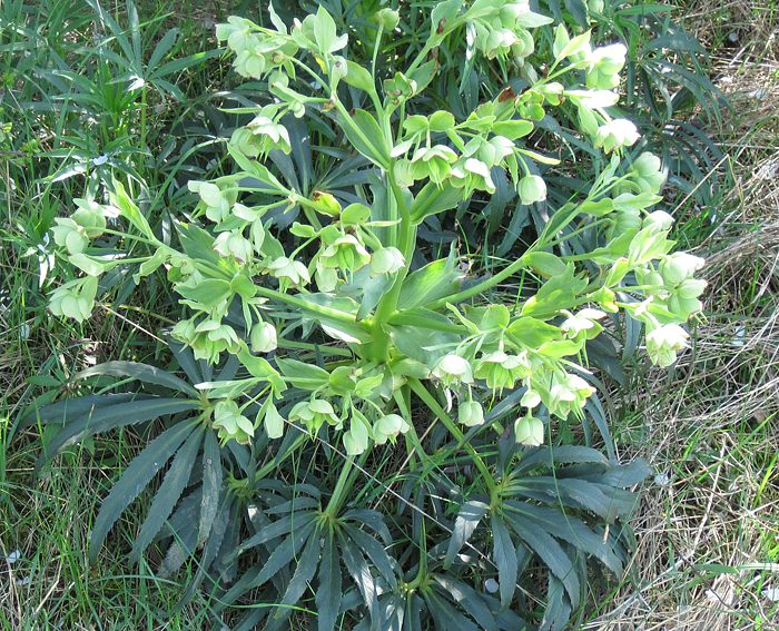 Grne Nieswurz (Helleborus viridis)