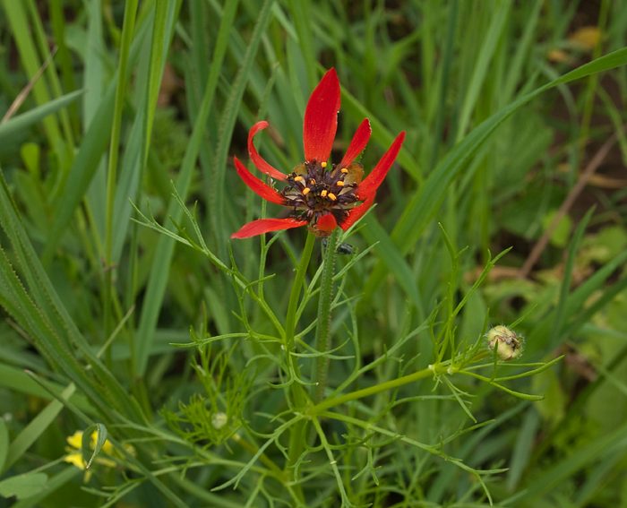 Sommer-Adonisrschen (Adonis aestivalis)