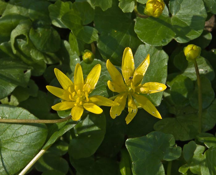 Scharbockskraut (Ranunculus ficaria)