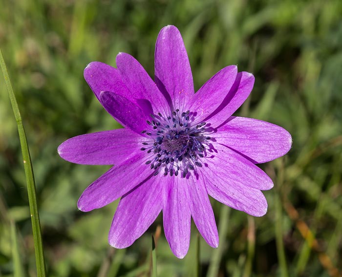 Stern-Anemone (Anemone hortensis)