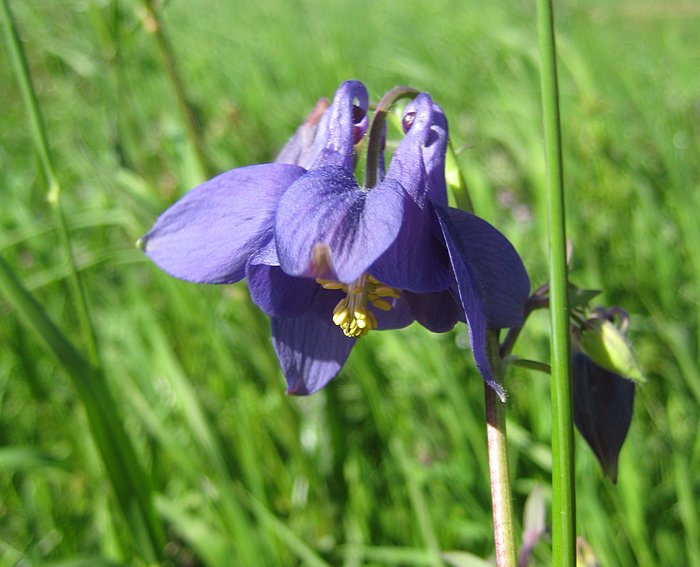 Akelei (Aquilegia vulgaris)