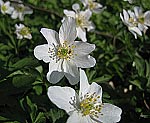 Busch-Windrschen (Anemone nemorosa) [3352 views]