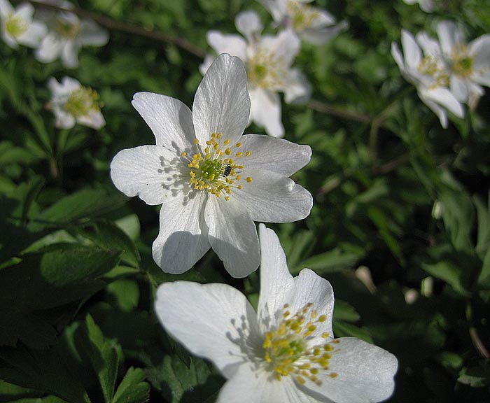 Busch-Windrschen (Anemone nemorosa)