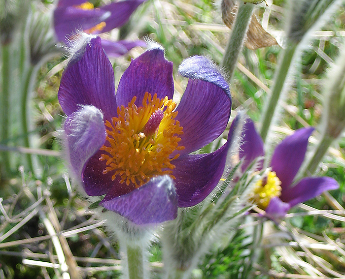 Kuhschelle (Pulsatilla vulgaris), Gewhnliche