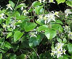 Waldrebe (Clematis vitalba), Gemeine [3505 views]