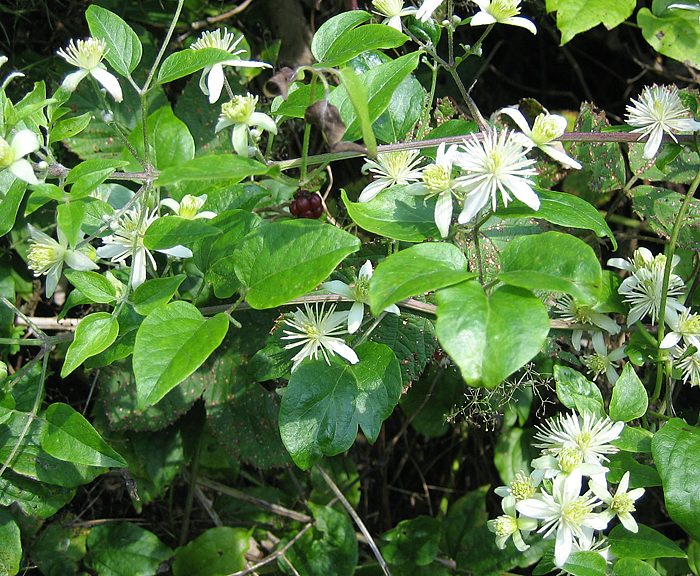 Waldrebe (Clematis vitalba), Gemeine