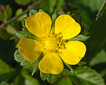 Scheinerdbeere (Potentilla indica) [1843 views]