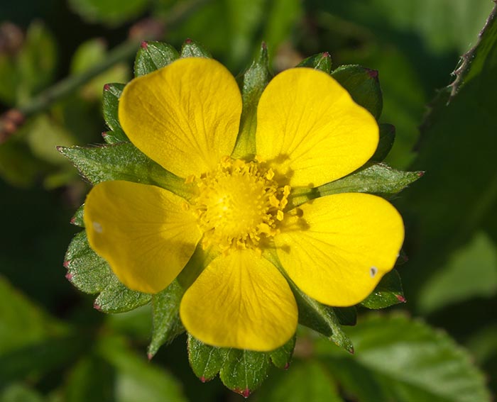 Scheinerdbeere (Potentilla indica)