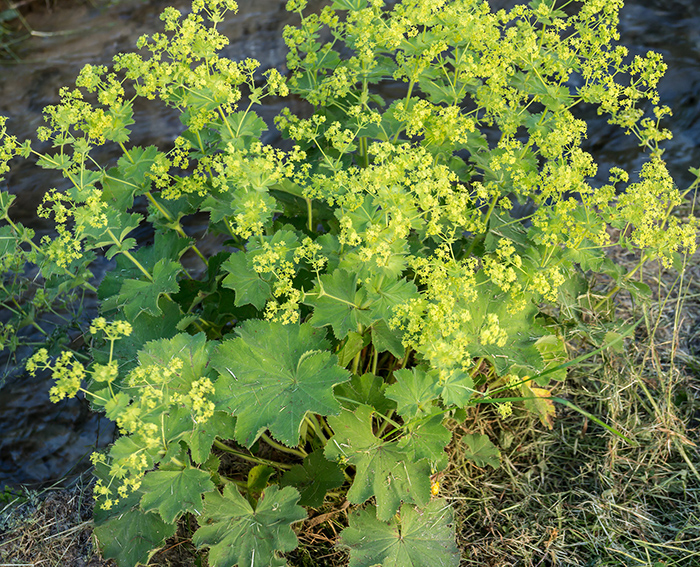 Frauenmantel (Alchemilla vulgaris)