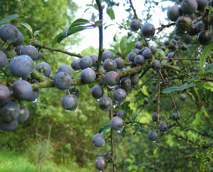 Schlehe (Prunus spinosa)