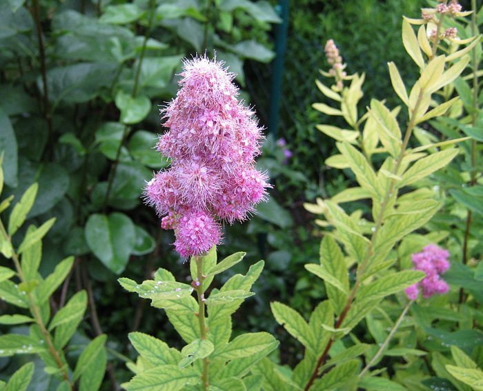 Spierstrauch (Spiraea salicifolia)