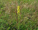 Odermennig (Agrimonia eupatoria) [3159 views]