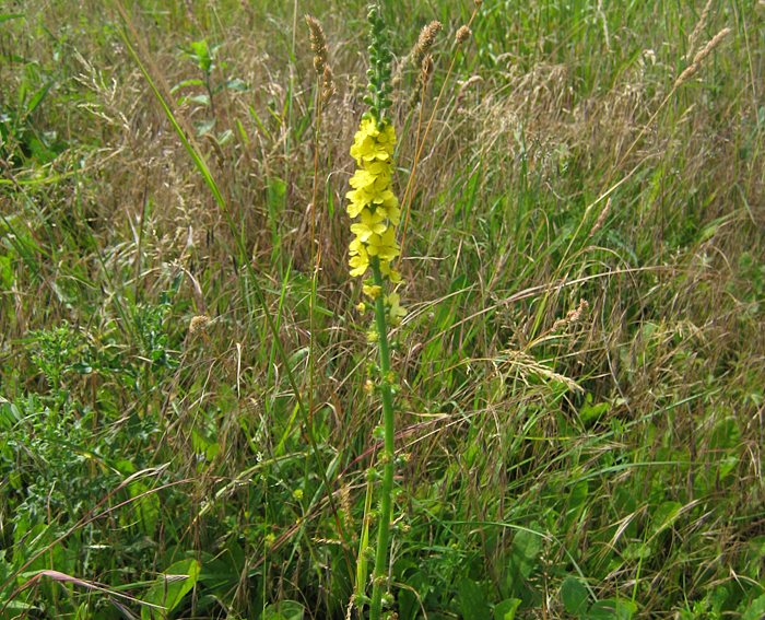 Odermennig (Agrimonia eupatoria)