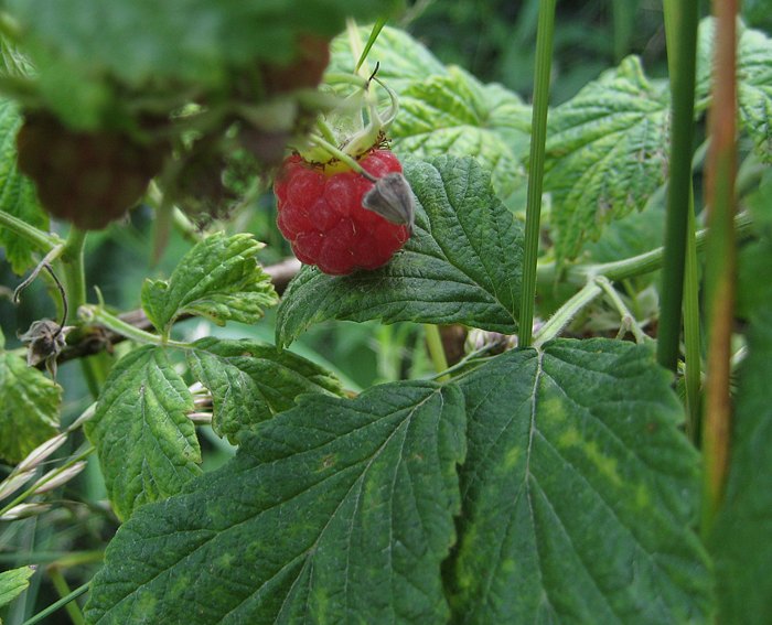 Himbeere (Rubus ideaus)