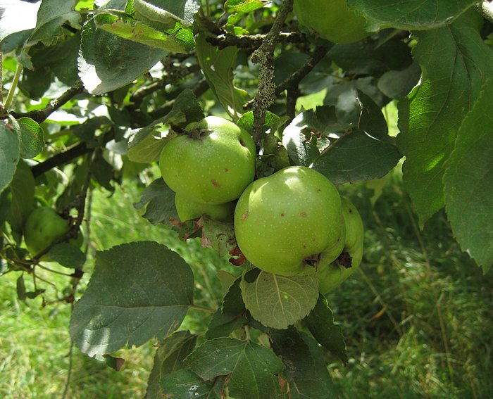 Apfelbaum (Malus domestica)