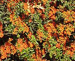 Feuerdorn (Pyracantha coccinea) [3412 views]