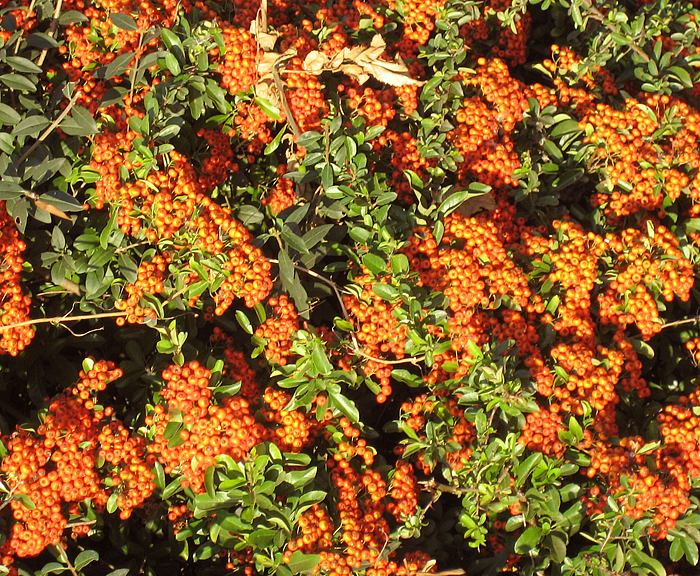 Feuerdorn (Pyracantha coccinea)