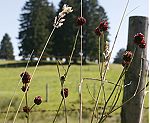 Groer Wiesenknopf (Sanguisorba officinalis) [3655 views]