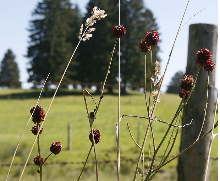 Groer Wiesenknopf (Sanguisorba officinalis)