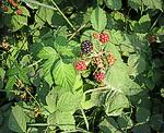 Brombeere (Rubus fruticosus) [3209 views]