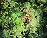 Brombeere (Rubus fruticosus) [3663 views]