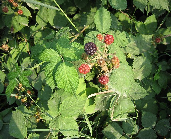 Brombeere (Rubus fruticosus)