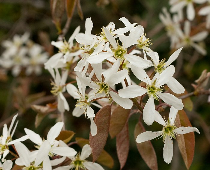 Felsenbirne (Amelanchier lamarckii)