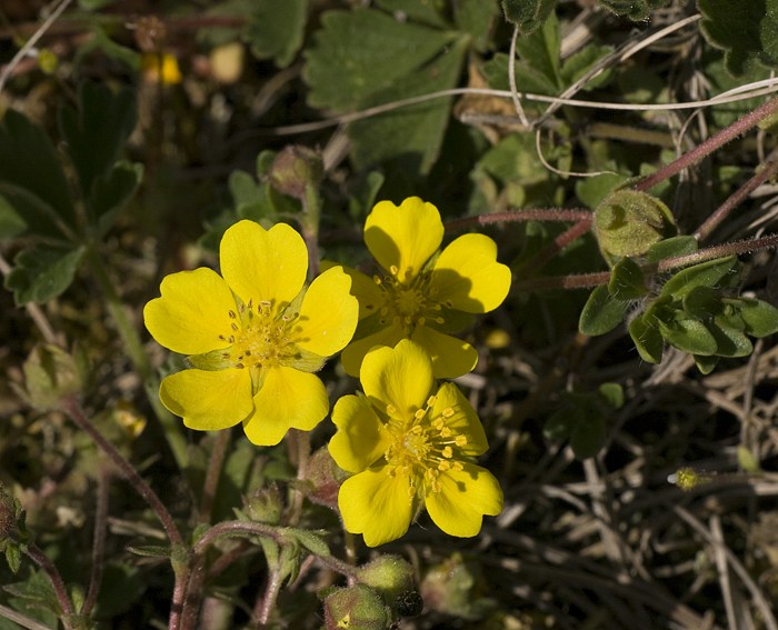 Fingerkraut (Potentilla neumanniana), Frhlings-