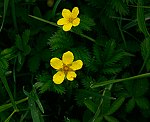 Gnse-Fingerkraut (Potentilla anserina) [3166 views]