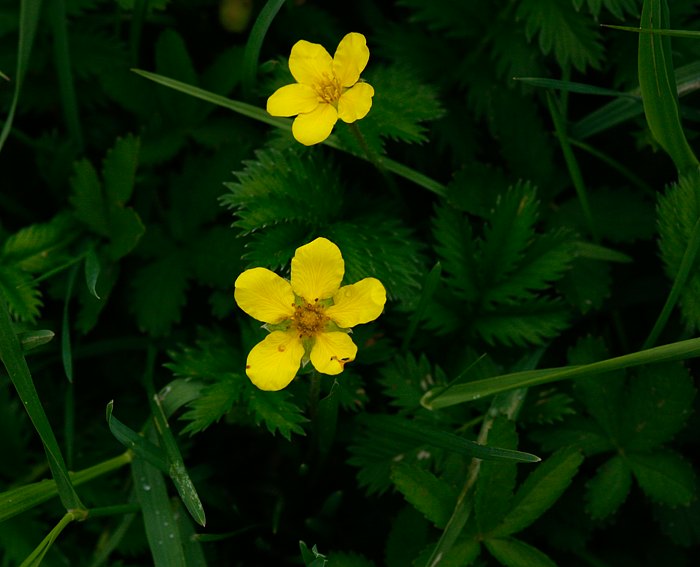 Gnse-Fingerkraut (Potentilla anserina)